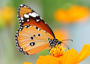 Top Plants that can Attract Butterflies to your Garden